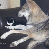 Foto van Leffe Saarlooswolfhond