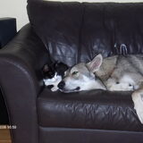 Foto van Leffe Saarlooswolfhond
