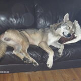 Foto van Leffe Saarlooswolfhond