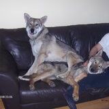 Foto van Leffe Saarlooswolfhond