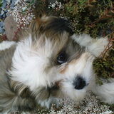 dit is onze bruce hij is nu 6 maanden oud heeft puppy cursus gehad en…
