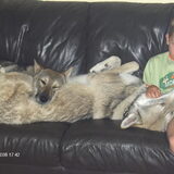 Foto van Leffe Saarlooswolfhond