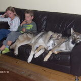 Foto van Leffe Saarlooswolfhond