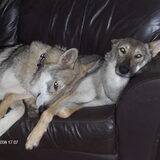 Foto van Leffe Saarlooswolfhond