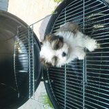 hier zie je bruce als hotdog net nieuwe bbq gekocht hij vind het 3x nix