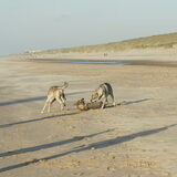 Foto van Leffe Saarlooswolfhond