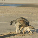 Foto van Leffe Saarlooswolfhond
