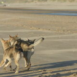 Foto van Leffe Saarlooswolfhond
