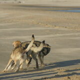 Foto van Leffe Saarlooswolfhond
