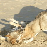 Foto van Leffe Saarlooswolfhond