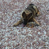 als pup al erg ondeugend XD
