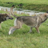 Foto van Leffe Saarlooswolfhond