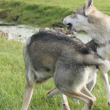 Foto van Leffe Saarlooswolfhond
