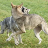 Foto van Leffe Saarlooswolfhond