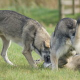 Foto van Leffe Saarlooswolfhond