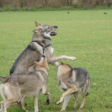 Foto van Leffe Saarlooswolfhond