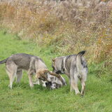 Foto van Leffe Saarlooswolfhond