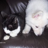 Foto van Leffe Saarlooswolfhond