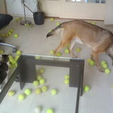 Foto van Colin