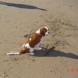 Zo dat was me een dagje wel op het strand ,lekker met veel honde…
