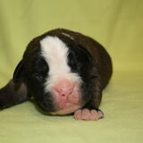 Puppies!