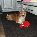 Siela is een kruising kooiker/hoogbenige jack russel