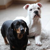 Lou en de Max