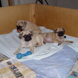 Deze drie pups zijn nog te koop het zijn drie teefjes, ze zijn geboren…