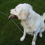 laycka met haar favourite speeltje !!