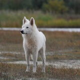 Foto van Leffe Saarlooswolfhond