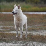 Foto van Leffe Saarlooswolfhond