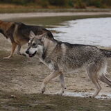 Foto van Leffe Saarlooswolfhond