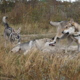 Foto van Leffe Saarlooswolfhond