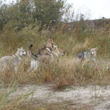 Foto van Leffe Saarlooswolfhond