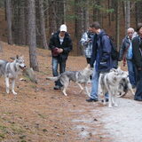 Foto van Leffe Saarlooswolfhond