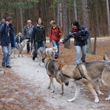 Foto van Leffe Saarlooswolfhond