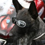 wij noemen hem onze biker dog rex
