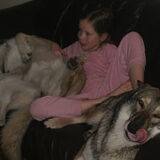 Foto van Leffe Saarlooswolfhond