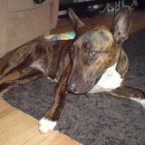 Onze Chica