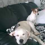 ga maar lekker slapen hoor argy ik let wel op je (moos de hond van mijn…