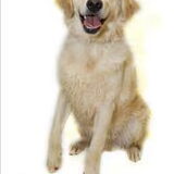 Weer een nieuwe Golden in ons asiel ;-( en vermits ik die altijd in het…
