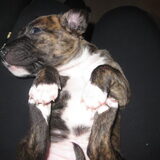 Chica als puppy