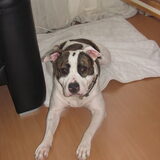 Knapperd