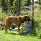 chez maranoa, ardennen 2008 grote dorst!