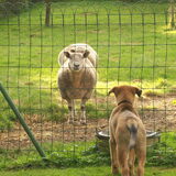 juni 2007, 8 weken oud, op visite in belgie