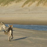 Foto van Leffe Saarlooswolfhond