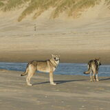 Foto van Leffe Saarlooswolfhond