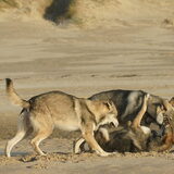 Foto van Leffe Saarlooswolfhond