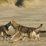 Foto van Leffe Saarlooswolfhond