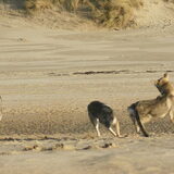 Foto van Leffe Saarlooswolfhond